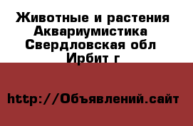 Животные и растения Аквариумистика. Свердловская обл.,Ирбит г.